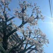 ヒメ日記 2026/04/03 11:29 投稿 ましろ 豊満奉仕倶楽部