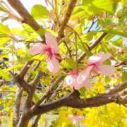 ヒメ日記 2026/03/08 09:55 投稿 わかば 川崎・東横人妻城