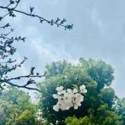 ヒメ日記 2026/04/01 16:20 投稿 ましろ 人妻熟女奉仕倶楽部