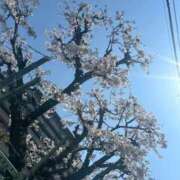 ヒメ日記 2026/04/03 11:20 投稿 ましろ 人妻熟女奉仕倶楽部