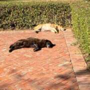 ヒメ日記 2026/03/24 19:02 投稿 れつ buzz-B