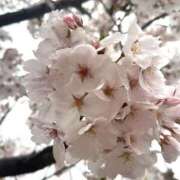 ヒメ日記 2026/04/05 11:02 投稿 こはる セクシーキャット 小田原店