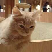 ヒメ日記 2026/03/28 02:14 投稿 ももね★未開発な童顔合法ロリ★ Chloe五反田本店　S級素人清楚系デリヘル