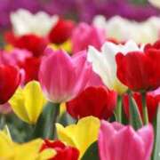 ヒメ日記 2026/04/19 08:04 投稿 しずく 待ちナビ