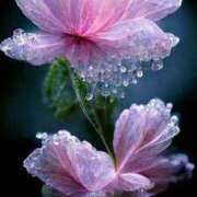 ヒメ日記 2026/04/20 16:25 投稿 しずく 待ちナビ