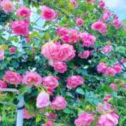 ヒメ日記 2026/05/07 06:56 投稿 しずく 待ちナビ