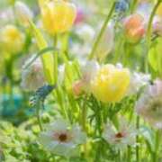 ヒメ日記 2026/05/09 08:11 投稿 しずく 待ちナビ