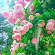 ヒメ日記 2026/06/18 13:29 投稿 しずく 待ちナビ