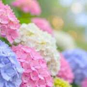 ヒメ日記 2026/06/23 04:15 投稿 しずく 待ちナビ