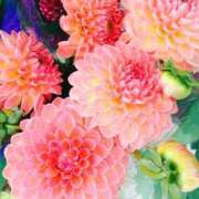 ヒメ日記 2026/07/09 15:15 投稿 しずく 待ちナビ