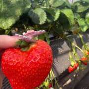 ヒメ日記 2026/03/07 02:15 投稿 あいす サマンサ(和歌山)