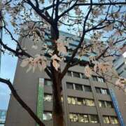 ヒメ日記 2026/03/28 20:20 投稿 ゆずき Sakura Spa