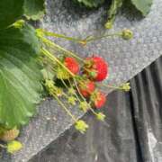 ヒメ日記 2026/03/28 07:47 投稿 あさひ 北九州人妻倶楽部（三十路、四十路、五十路）