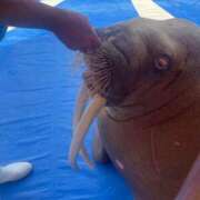 ヒメ日記 2026/03/29 14:40 投稿 あさひ 北九州人妻倶楽部（三十路、四十路、五十路）