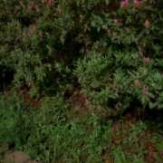 ヒメ日記 2026/04/15 21:45 投稿 あさひ 北九州人妻倶楽部（三十路、四十路、五十路）