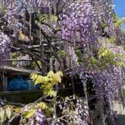ヒメ日記 2026/04/16 12:50 投稿 あさひ 北九州人妻倶楽部（三十路、四十路、五十路）