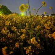 ヒメ日記 2026/04/07 14:29 投稿 もも☆最高の触り心地 と居心地♪ 妹系イメージSOAP萌えフードル学園 大宮本校