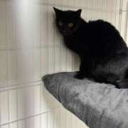 ヒメ日記 2026/04/11 18:36 投稿 もも☆最高の触り心地 と居心地♪ 妹系イメージSOAP萌えフードル学園 大宮本校