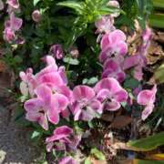 ヒメ日記 2026/03/11 18:21 投稿 みこ★性欲旺盛な現役保育士★ Chloe五反田本店　S級素人清楚系デリヘル