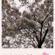 ヒメ日記 2026/04/05 07:46 投稿 すみれ 熟女家 京橋店