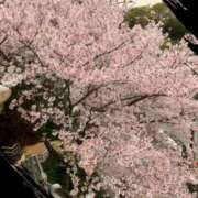 ヒメ日記 2026/04/08 05:56 投稿 すみれ 熟女家 京橋店