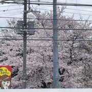 ヒメ日記 2026/03/31 22:55 投稿 宮田 優花 こあくまな熟女たち 西川口店(KOAKUMAグループ)