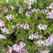 ヒメ日記 2026/04/26 20:37 投稿 なな One More奥様 大宮店