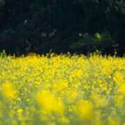 ヒメ日記 2026/05/13 11:51 投稿 なみ 東京♂風俗の神様 町田・相模原店