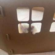 ヒメ日記 2026/04/01 01:46 投稿 えな MONTE(モンテ)