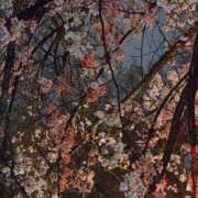 白金あれん 夜桜 AJ DOLLS(エージェイドールズ)