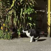 ヒメ日記 2026/04/14 02:00 投稿 らいむ クラブ バレンタイン大阪