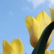 ヒメ日記 2026/04/13 16:39 投稿 まな セレブクエスト-koshigaya-