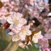 ヒメ日記 2026/04/01 09:19 投稿 鏡　りん 雫(しずく)