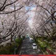 ヒメ日記 2026/04/08 09:02 投稿 舟橋　ひなの 30・40・50代☆人妻熟女コレクション