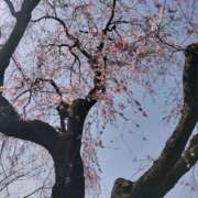 ヒメ日記 2026/03/13 20:50 投稿 一条 さくらこ セカンドパートナー池袋