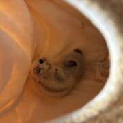 ヒメ日記 2026/03/14 20:14 投稿 及川貴恵(おいかわきえ) 五十路マダムエクスプレス厚木店(カサブランカグループ)