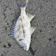 ヒメ日記 2026/04/05 21:00 投稿 及川貴恵(おいかわきえ) 五十路マダムエクスプレス厚木店(カサブランカグループ)