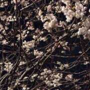 ヒメ日記 2026/04/17 21:26 投稿 ちょこ 新潟市鳥屋野潟ちゃんこ