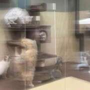 ヒメ日記 2026/07/20 15:26 投稿 ちょこ 新潟市鳥屋野潟ちゃんこ