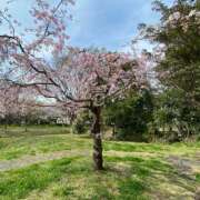 ヒメ日記 2026/04/01 11:39 投稿 はるな 脱がされたい人妻 木更津店