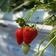 ヒメ日記 2026/04/22 08:12 投稿 はるな 脱がされたい人妻 木更津店