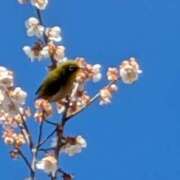 ヒメ日記 2026/03/27 14:32 投稿 いとな 熟女の風俗最終章 宇都宮店