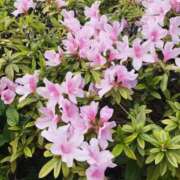 はなび 出勤します🙇 熟女の風俗最終章 錦糸町店