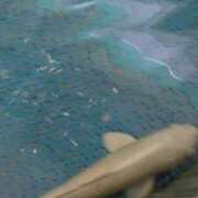 ヒメ日記 2026/04/15 04:41 投稿 あまね 夜這専門発情する奥様たち 谷九店