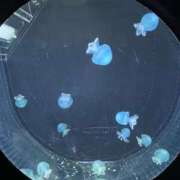 りんご 初めまして 福島♂風俗の神様 郡山店