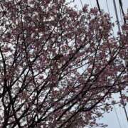 ヒメ日記 2026/03/30 18:42 投稿 ユリカ Juicy＋(ユメオト)