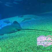 ヒメ日記 2026/04/04 08:24 投稿 みれあ 奴隷コレクション