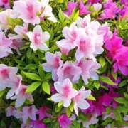 ヒメ日記 2026/04/17 07:16 投稿 北川 佳澄 Canx2 R40神戸店