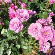 ヒメ日記 2026/03/13 12:24 投稿 川戸絵理 五十路マダムエクスプレス横浜店（カサブランカグループ）