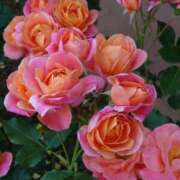 ヒメ日記 2026/03/16 18:18 投稿 川戸絵理 五十路マダムエクスプレス横浜店（カサブランカグループ）